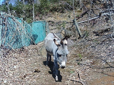 こども動物園